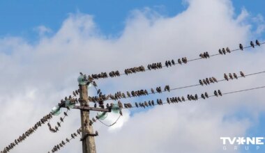 Operatīvās brigādes strādā, lai novērstu elektroapgādes traucējumus