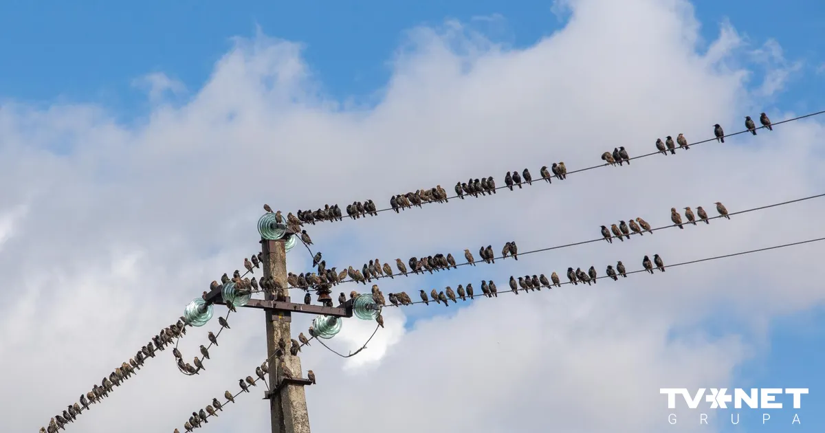 Operatīvās brigādes strādā, lai novērstu elektroapgādes traucējumus