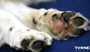 FOTO ⟩ Četrkājains varonis. Spārklijs Ukrainā glābj cilvēku dzīvības