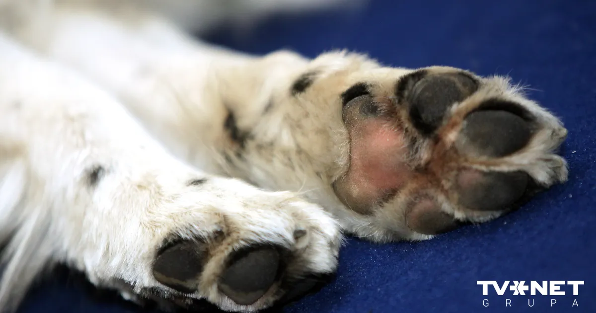 FOTO ⟩ Četrkājains varonis. Spārklijs Ukrainā glābj cilvēku dzīvības