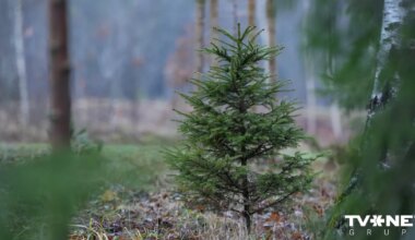 Egļu stādīšana un kopšana Latvijas mežos: eksperta padomi un nākotnes izaicinājumi - Apollo.lv