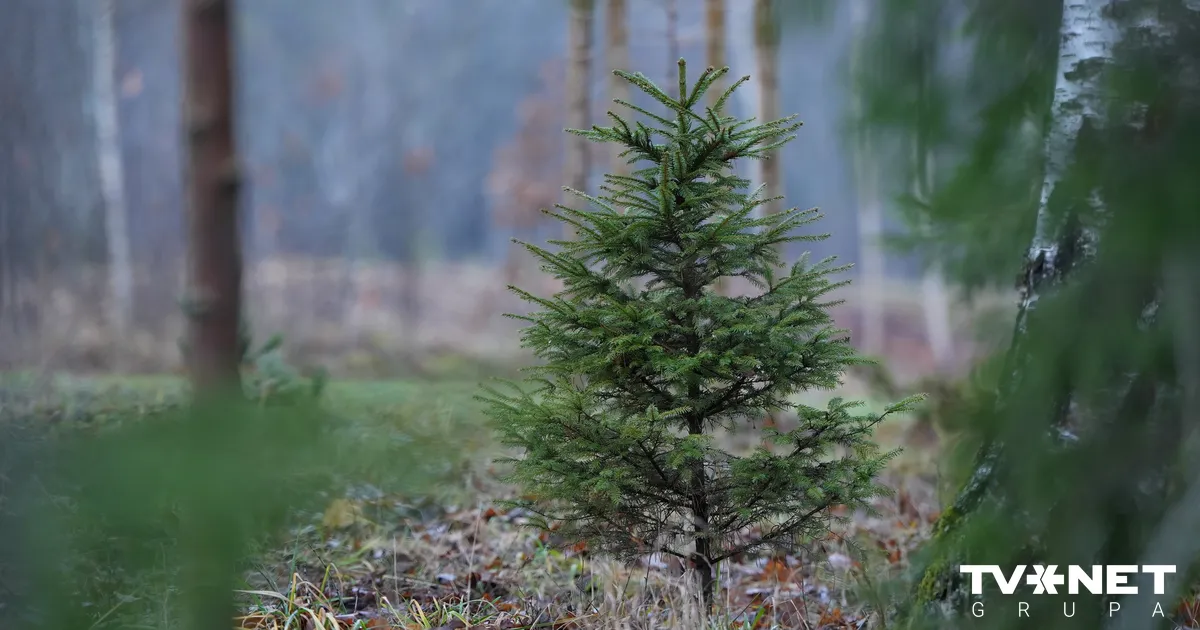Egļu stādīšana un kopšana Latvijas mežos: eksperta padomi un nākotnes izaicinājumi - Apollo.lv