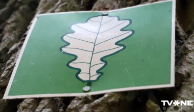 Kā rīkoties, ja vētrā bojāts dižkoks? Skaidro Dabas aizsardzības pārvalde