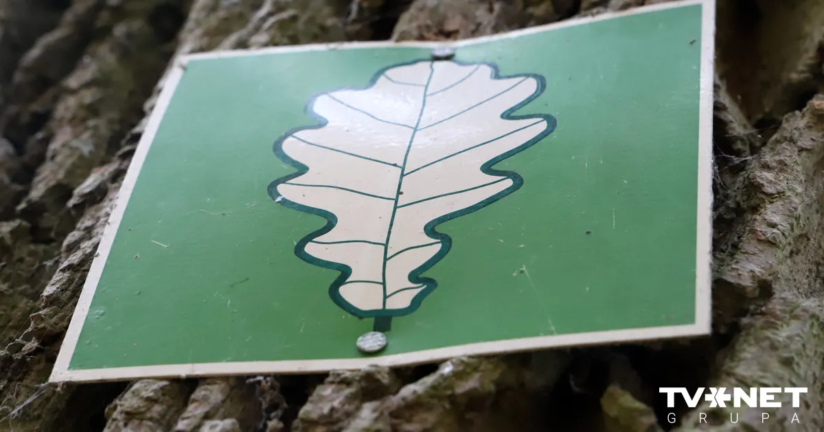 Kā rīkoties, ja vētrā bojāts dižkoks? Skaidro Dabas aizsardzības pārvalde