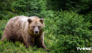 Izsolē piedāvā iegādāties divus lāčus