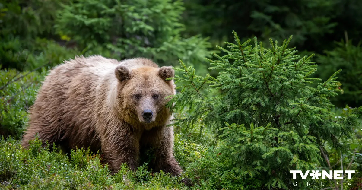 Izsolē piedāvā iegādāties divus lāčus