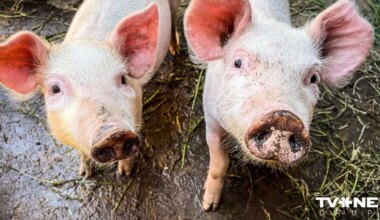 Veiktas izmaiņas ĀCM zonu sadalījumā