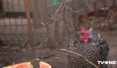 Vistām Jaunpils pagastā konstatēta augsti patogēnā putnu gripa