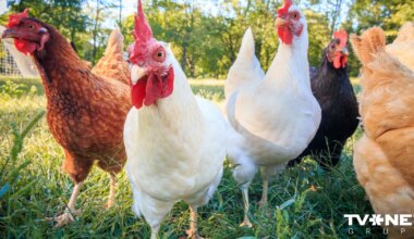 Vistu Ņūkāslas slimības ierobežošanai Talsu novadā noteikta karantīna