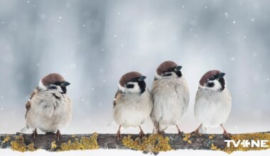 Pirmdiena solās būt silta - Apollo.lv