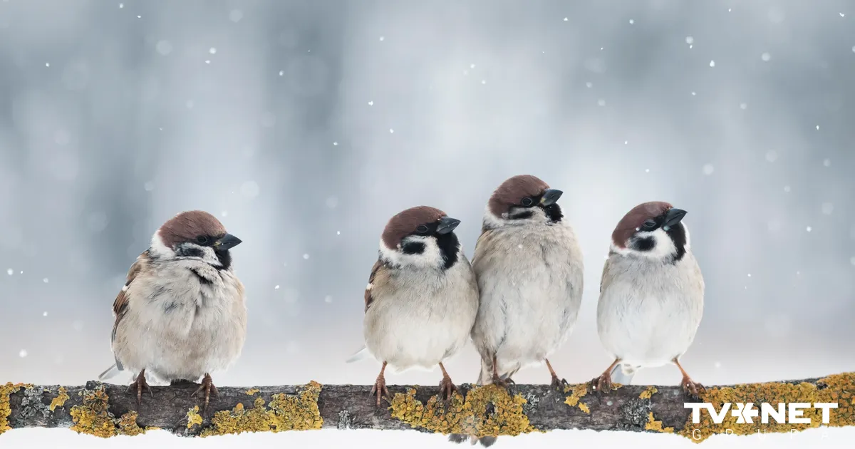 Pirmdiena solās būt silta - Apollo.lv