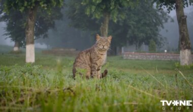 Otrdiena būs mākoņaina, vietām saglabāsies migla
