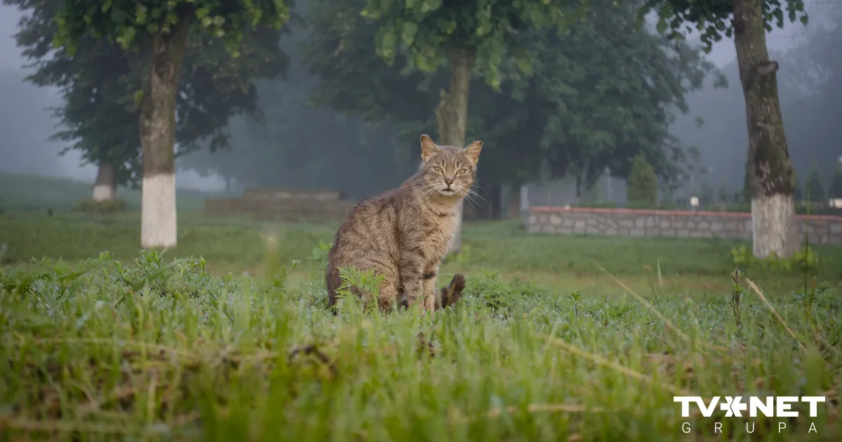 Otrdiena būs mākoņaina, vietām saglabāsies migla