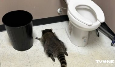 Virdžīnijas dzērušais jenots tiek turēts aizdomās par ielaušanos karatē veikalā