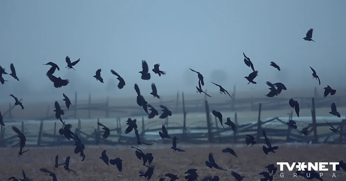 Arī piektdiena Latvijā būs drūma un apmākusies