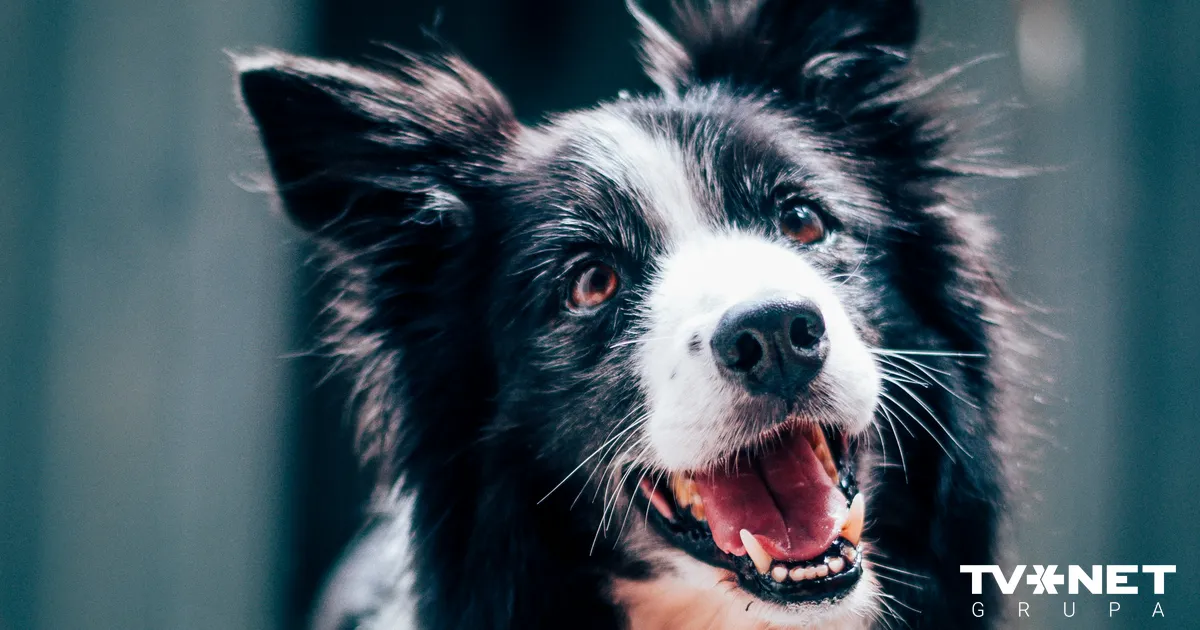 Pamests suns veikalā saceļ satraukumu Tallinas iedzīvotājiem