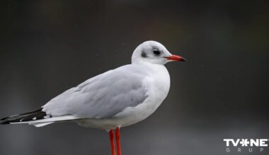Šonedēļ krituši daudzi siltuma rekordi; ceturtdiena būs lietaina