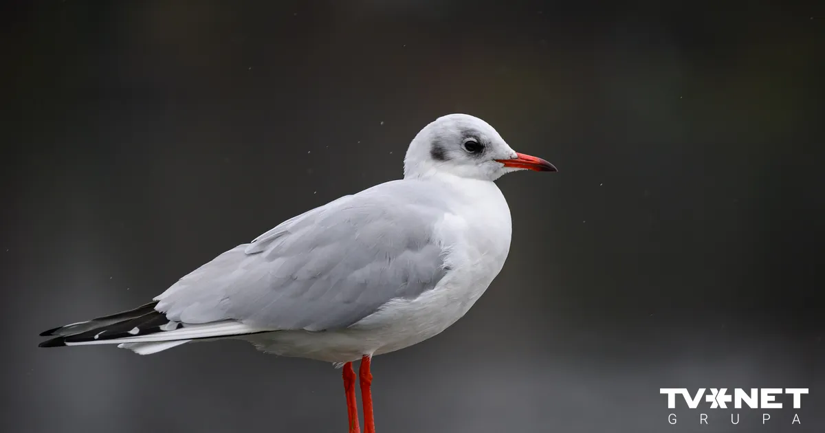 Šonedēļ krituši daudzi siltuma rekordi; ceturtdiena būs lietaina
