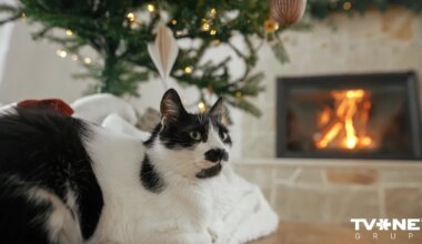 Latvijā netipiski silts decembris. Šonedēļ pārspēti 56 siltuma rekordi