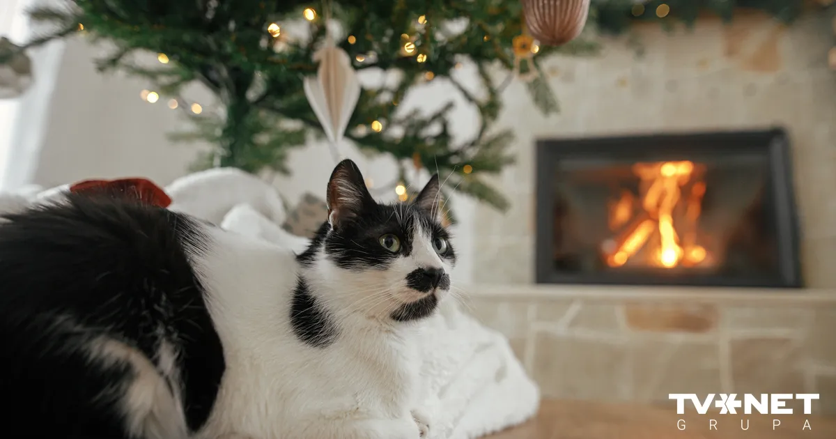 Latvijā netipiski silts decembris. Šonedēļ pārspēti 56 siltuma rekordi