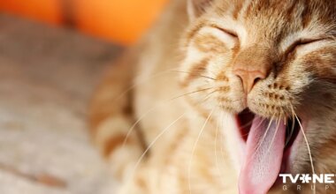 Horoskops piektdienai, 12. decembrim