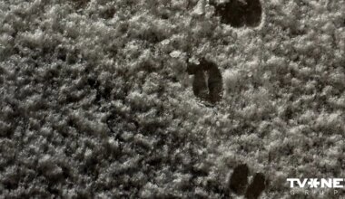 Uz citiem medību laukiem devusies politiķa Reča pundurcūka Žoriks