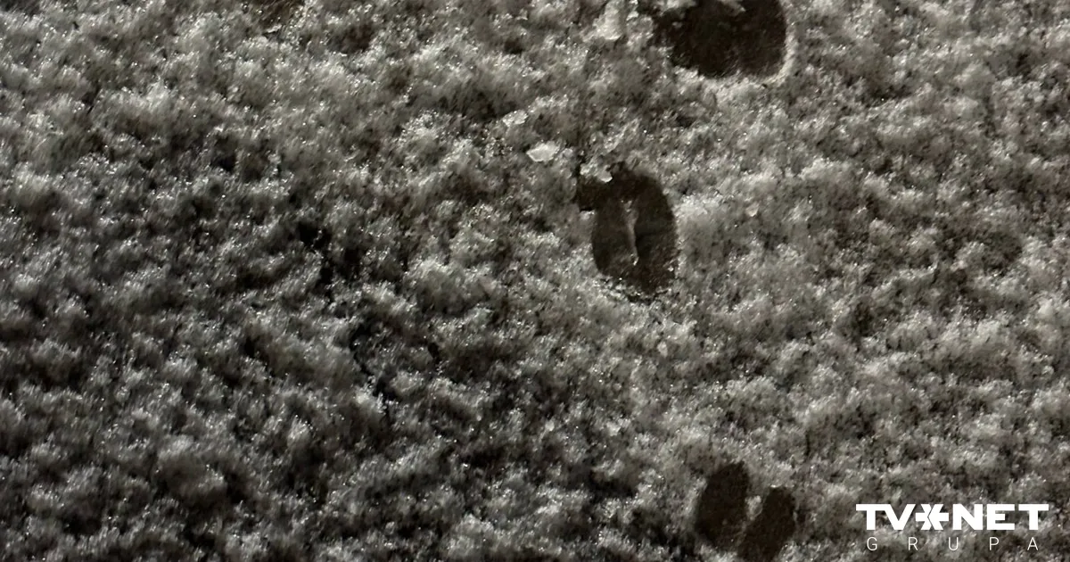 Uz citiem medību laukiem devusies politiķa Reča pundurcūka Žoriks