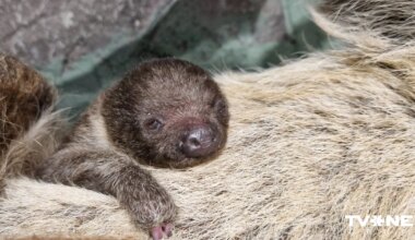Pirmo reizi Rīgas zooloģiskā dārza vēsturē piedzimis sliņķu mazulis