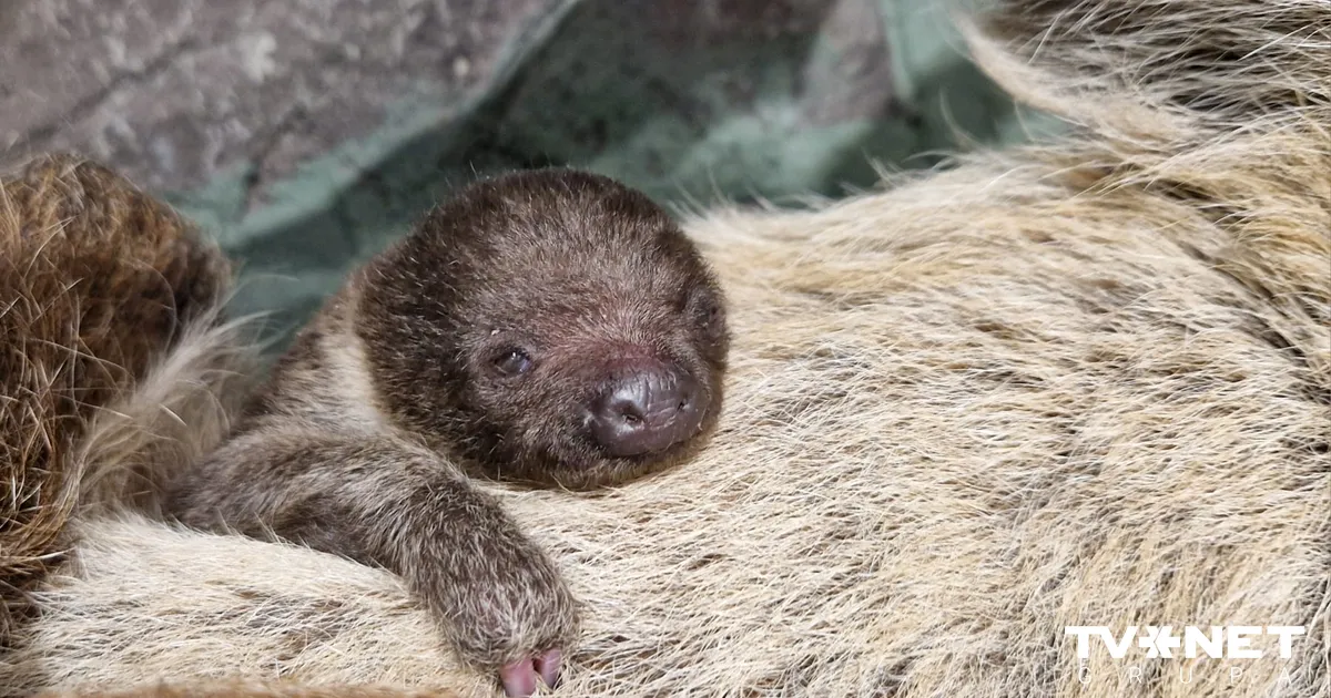 Pirmo reizi Rīgas zooloģiskā dārza vēsturē piedzimis sliņķu mazulis