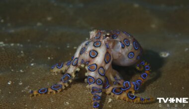 Nāvīgā veiksme. "Mīlīgs" astoņkājis izrādās viens no indīgākajiem pasaulē