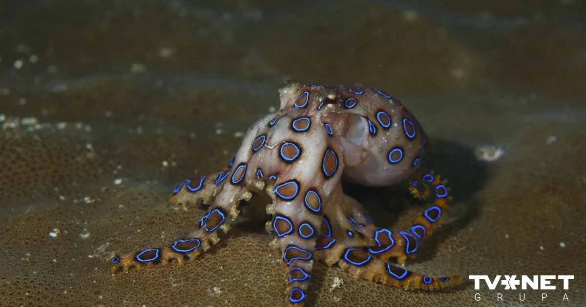 Nāvīgā veiksme. "Mīlīgs" astoņkājis izrādās viens no indīgākajiem pasaulē