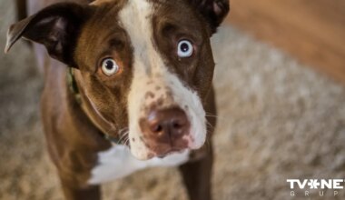 Dzīvnieku aizstāvji neredz jēgu Civillikumā ierakstīt, ka dzīvnieks nav manta