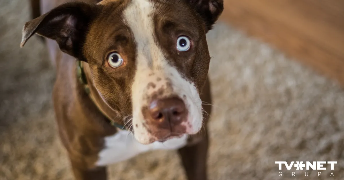 Dzīvnieku aizstāvji neredz jēgu Civillikumā ierakstīt, ka dzīvnieks nav manta