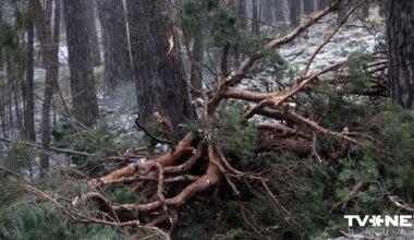 Valsts meža dienests ziņo par Jūrmalas mežu pārbaudē atklātajām neatbilstībām