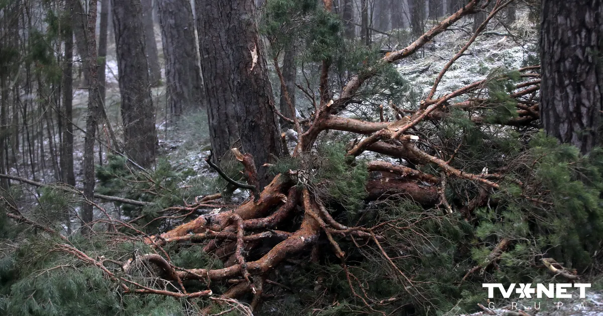 Valsts meža dienests ziņo par Jūrmalas mežu pārbaudē atklātajām neatbilstībām