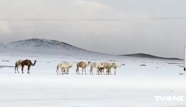 Saūda Arābijas tuksnesī uzsnidzis sniegs