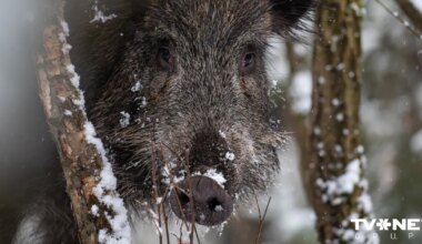 ĀCM pagājušajā nedēļā konstatēts 29 mežacūkām