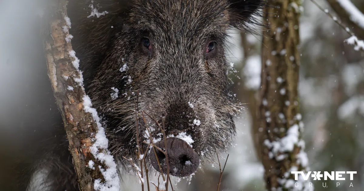 ĀCM pagājušajā nedēļā konstatēts 29 mežacūkām