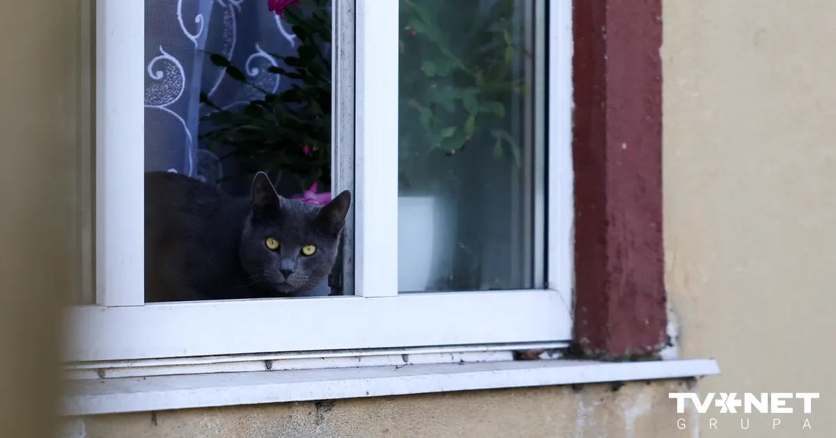 Sestdien vietām Latvijā varētu izsludināt oranžās pakāpes brīdinājumu par ļoti stipru vēju
