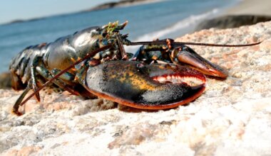 ASV mīklainos apstākļos pazūd 400 000 ASV dolāru vērta omāru krava