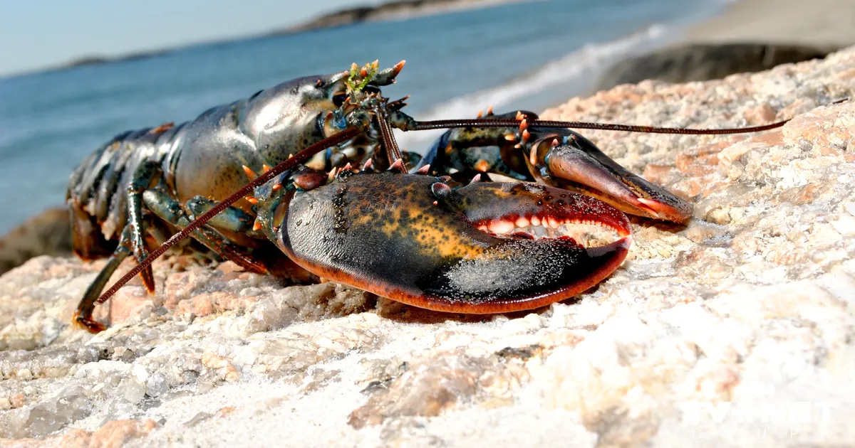 ASV mīklainos apstākļos pazūd 400 000 ASV dolāru vērta omāru krava