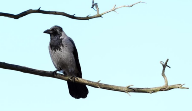 Vēl rekordi? Sinoptiķi pastāstīja, kāds laiks mūs gaidīs rīt - bb.lv