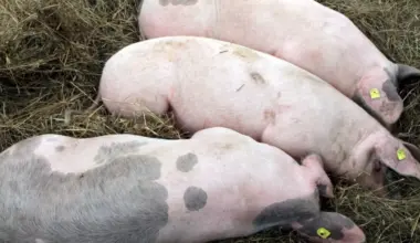 Šogad Latvijā konstatēts jau divpadsmitais ĀCM uzliesmojums mājas cūku novietnēs