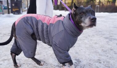 Auksts laiks un pat putenis. Kur skaistāk – sniegotajā Rīgā vai Viļņā?