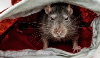 Sākta parakstu vākšana par žurku izplatības novēršanu Rīgā