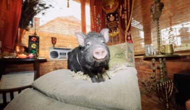 Aizsaulē devies slavenais sivēns Žoriks