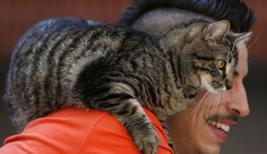 New York Times: labas ziņas vīriešiem, kuriem ir kaķi