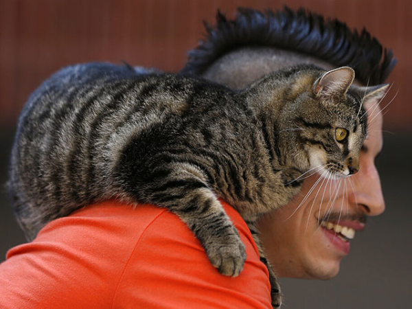 New York Times: labas ziņas vīriešiem, kuriem ir kaķi