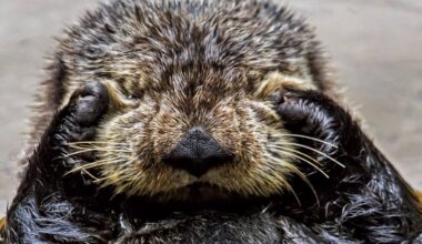 Pirmdien mākoņi bieži vien atnesīs lietu