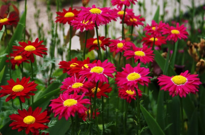 Pārstāju stādīt samtenes un aizvietoju tās ar citiem ziediem — tagad mans dārzs vienmēr ir brīvs no kaitēkļiem un puvēm